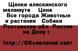 Щенки аляскинского маламута  › Цена ­ 15 000 - Все города Животные и растения » Собаки   . Ростовская обл.,Ростов-на-Дону г.